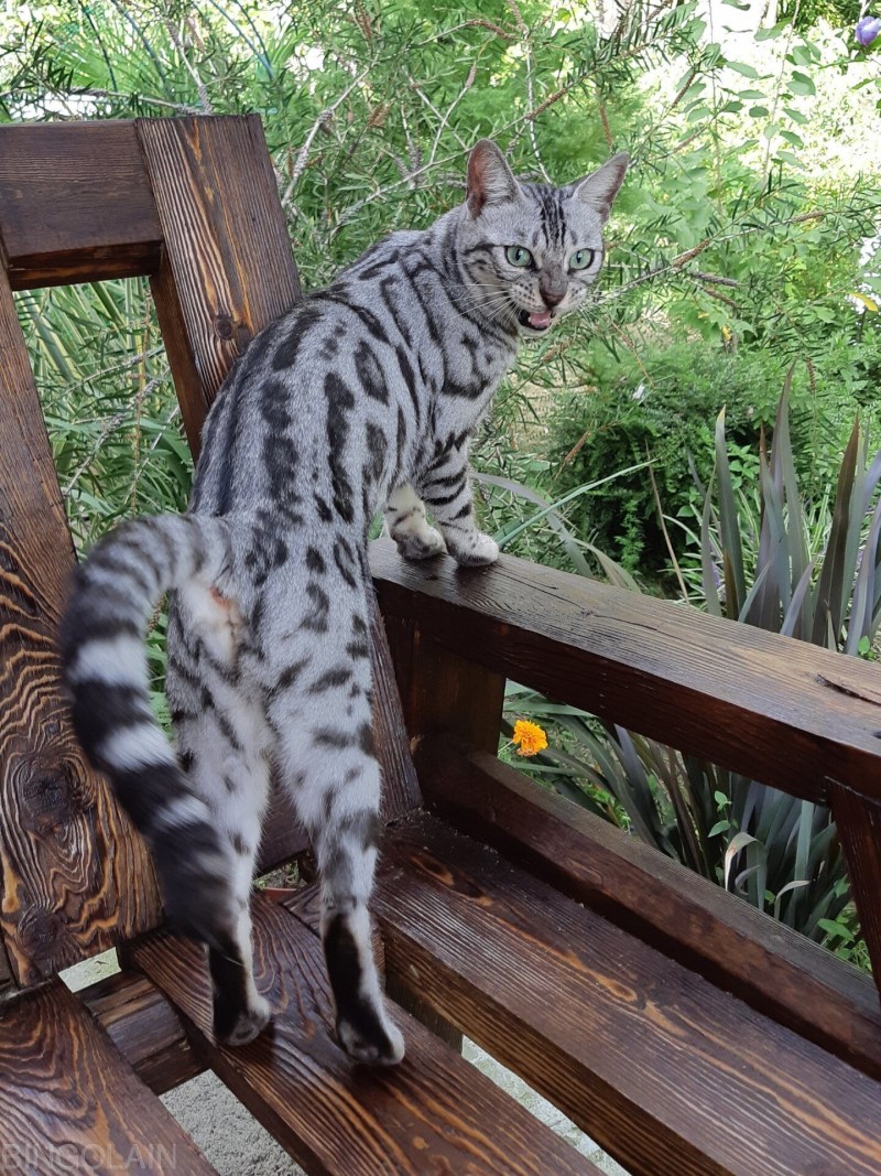 Мраморный бенгальский кот