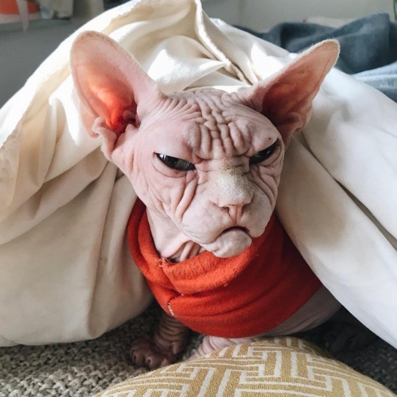 Сфинкс кохона