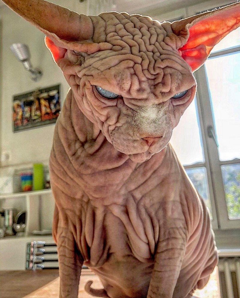Сфинкс кошка морщинистая
