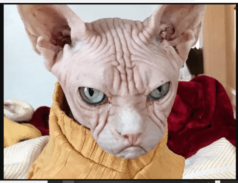 Недовольный сфинкс
