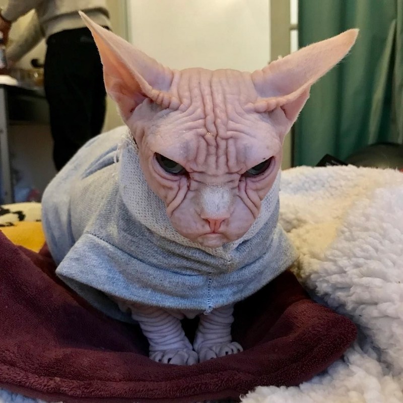 Кот Локи лысый