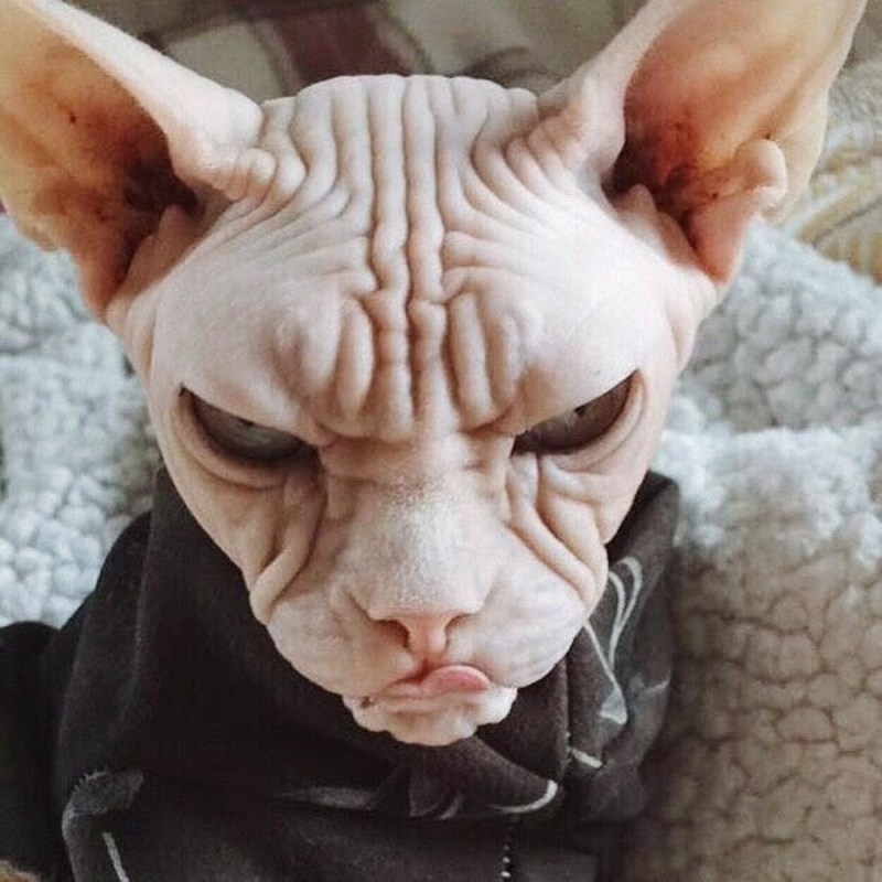 Плешивый кот