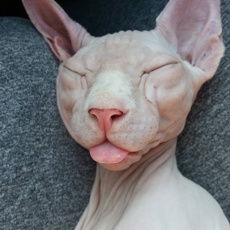 Кот Локки сфинкс