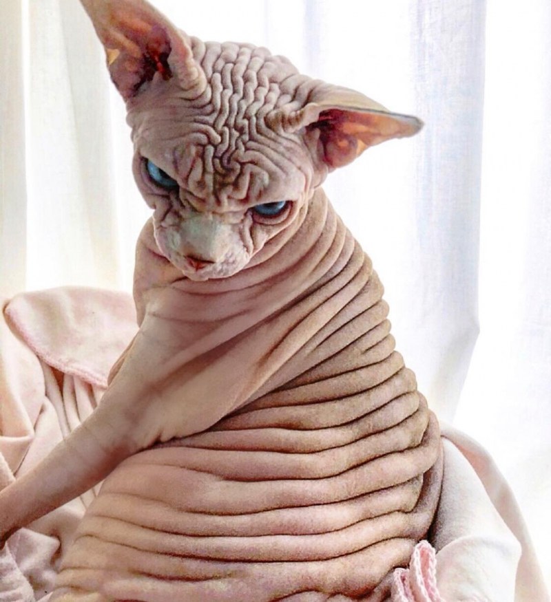 Страшные кошки