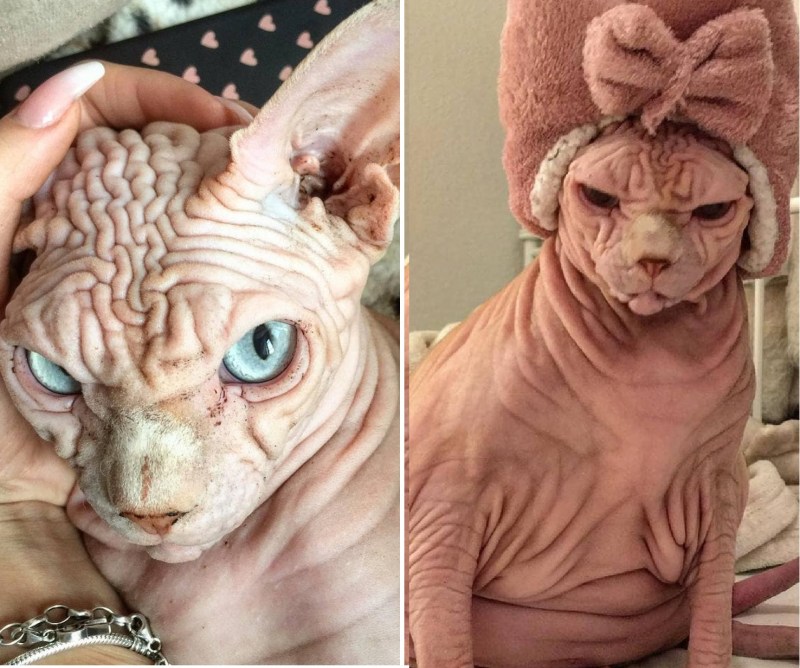 Самый морщинистый кот сфинкс