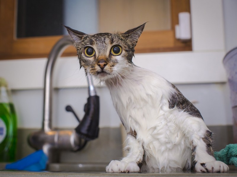 Мокрый котенок