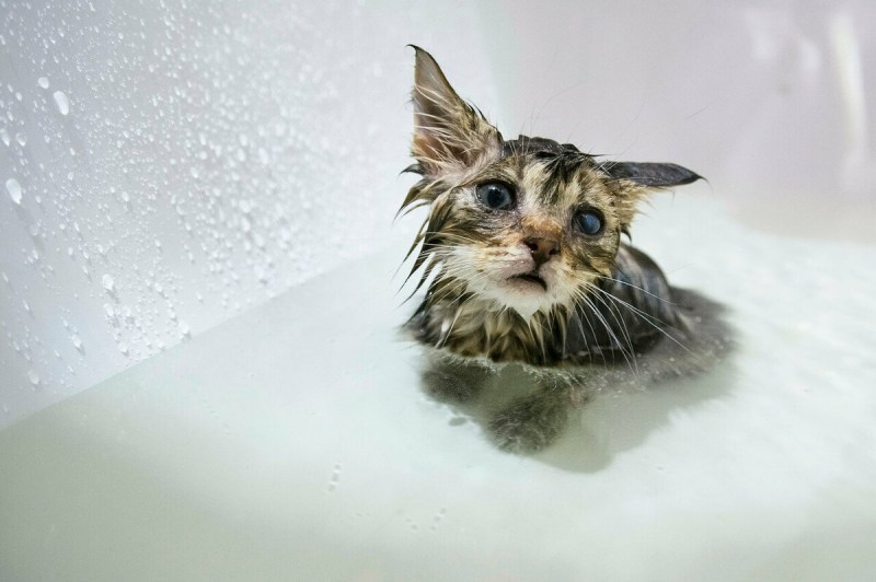 Мокрый котенок