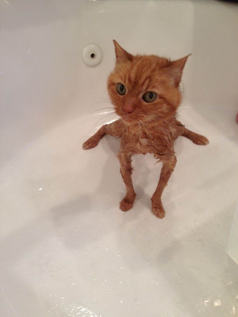 Кот в душе
