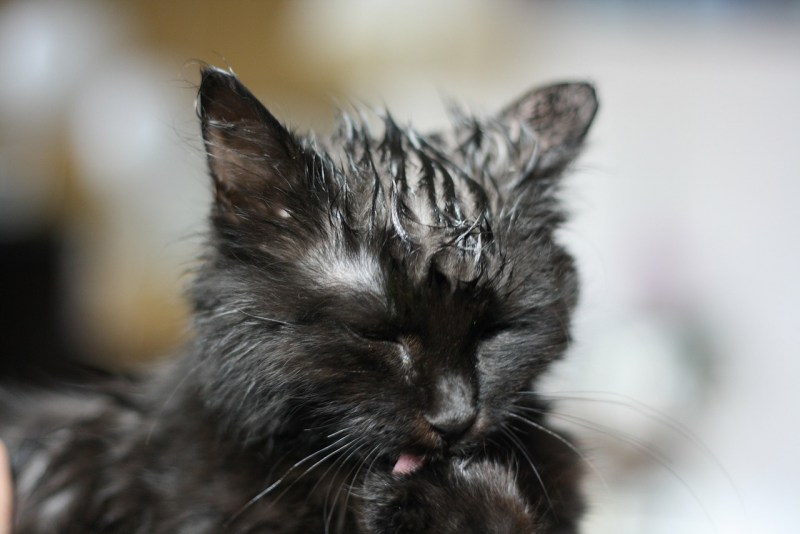 Промокший котенок