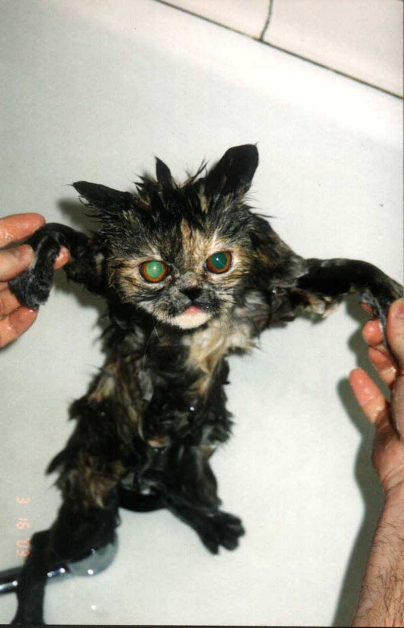 Мокрая кошка