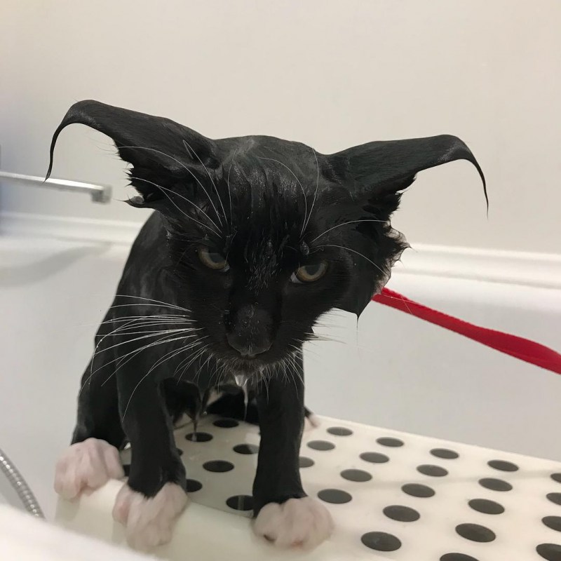 Промокший кот