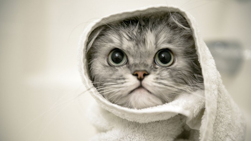 Милые мокрые котики
