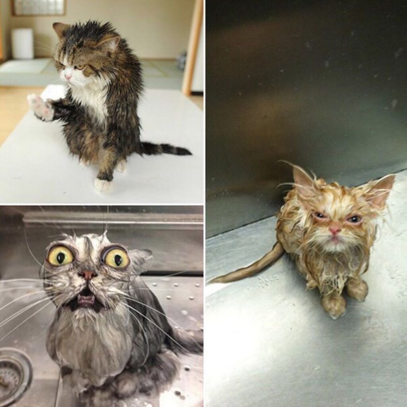 Смешные мокрые коты