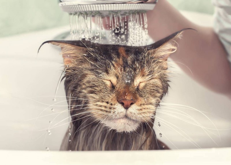 Мокрые коты