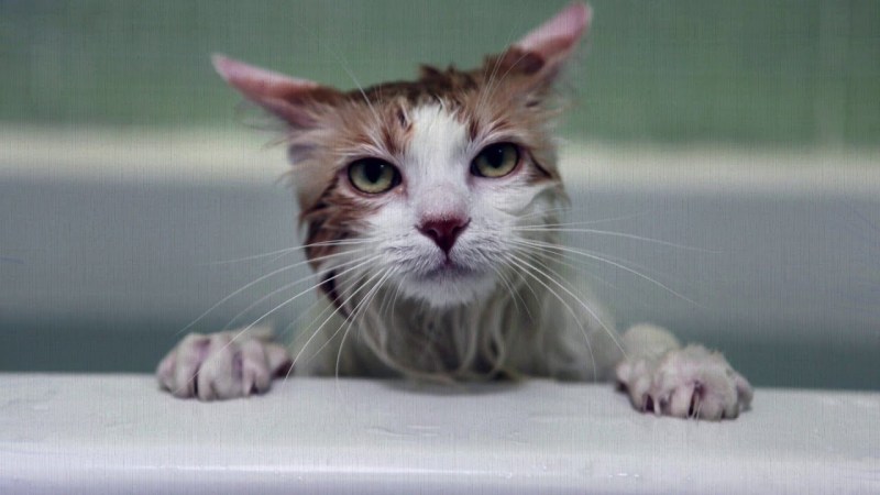 Милые мокрые котики