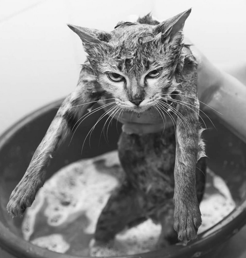 Промокшая кошка