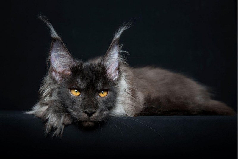 Кошка Мейн кун