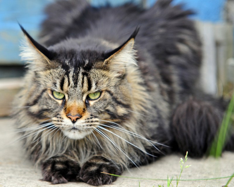 Котята породы Мейн кун