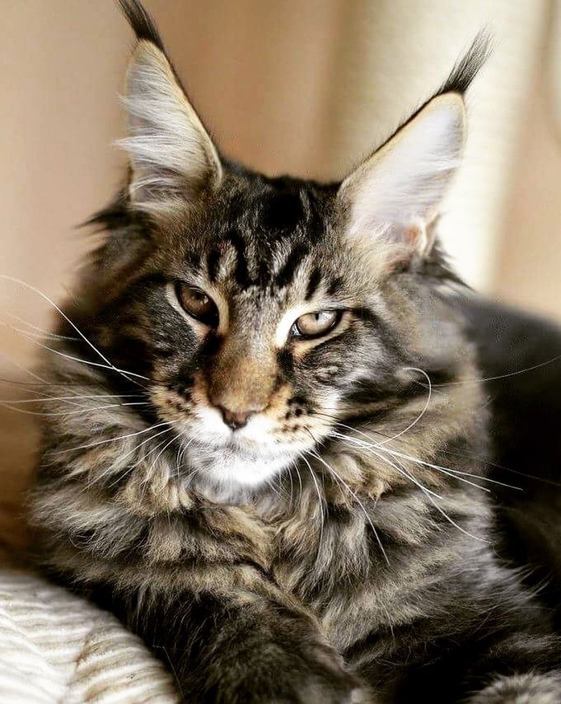 Кошки Мейн куны