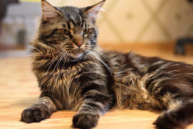 Коты Мейн куны