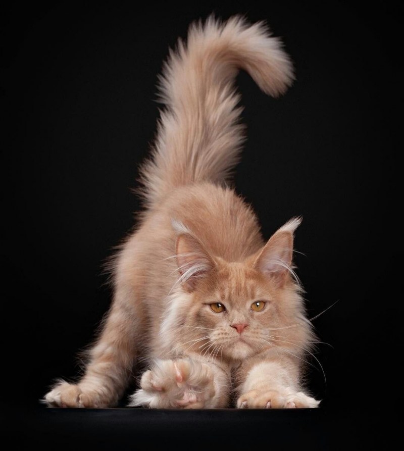 Кот куин Мейн