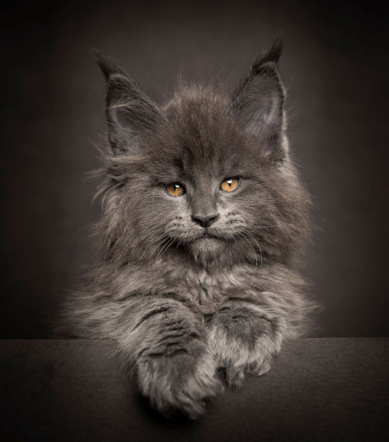 Кот Мейн кун
