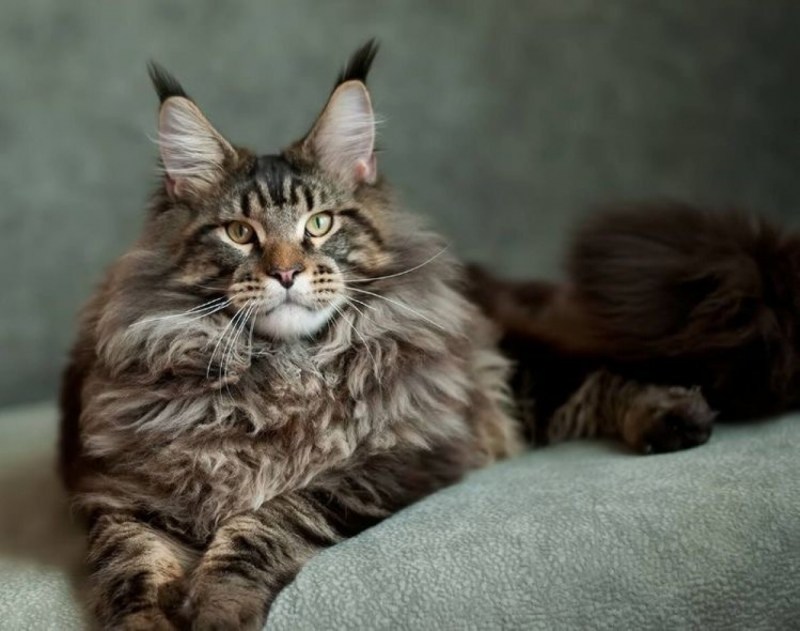 Коты Мейн куны