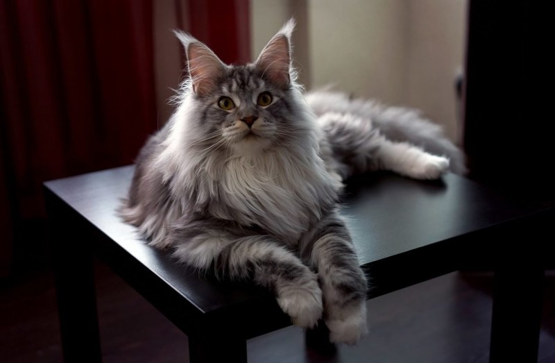 Кот Мейн кун