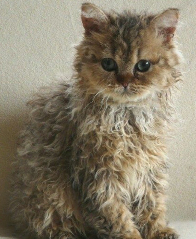 Кот Селкирк рекс