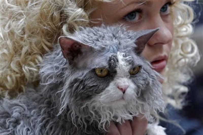 Кошка с шерстью барашка