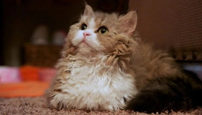 Ламбкин кошка