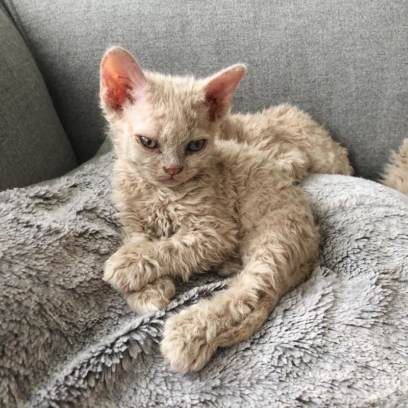 Лаперм кошка