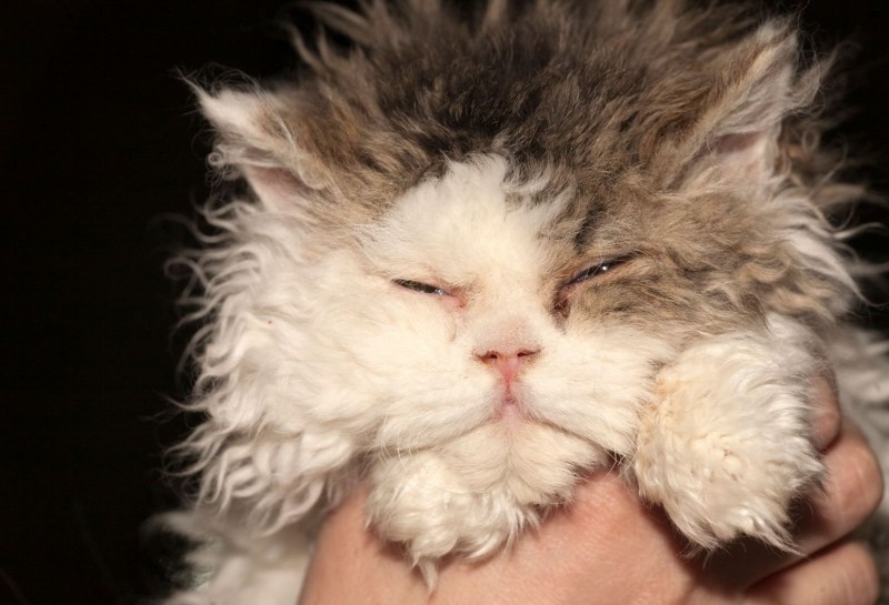 Коты в кудрях