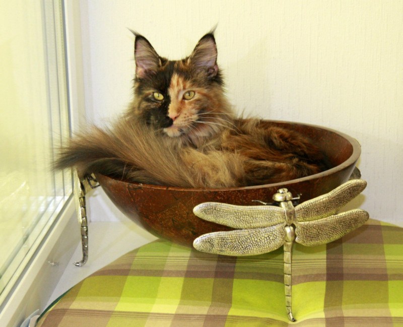 Кот Бородиной Мейн