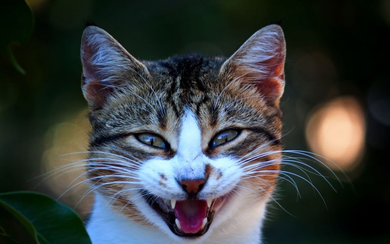 Улыбка кота