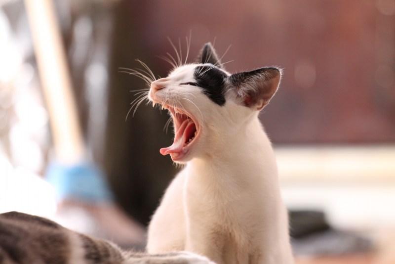 Кошка зевает