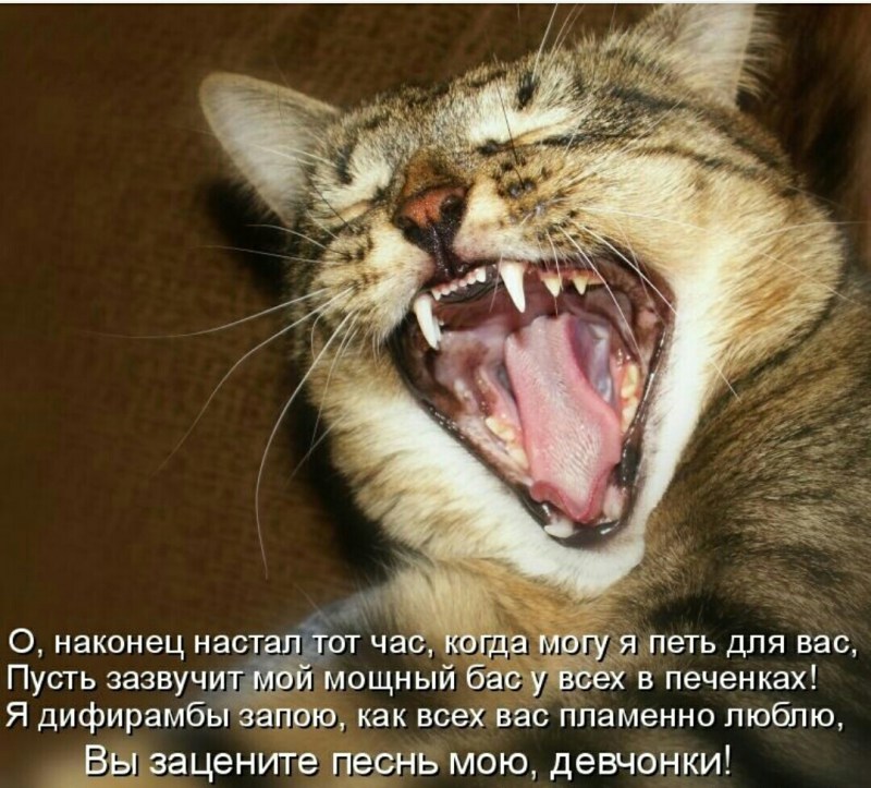 Рыжий кот зевает