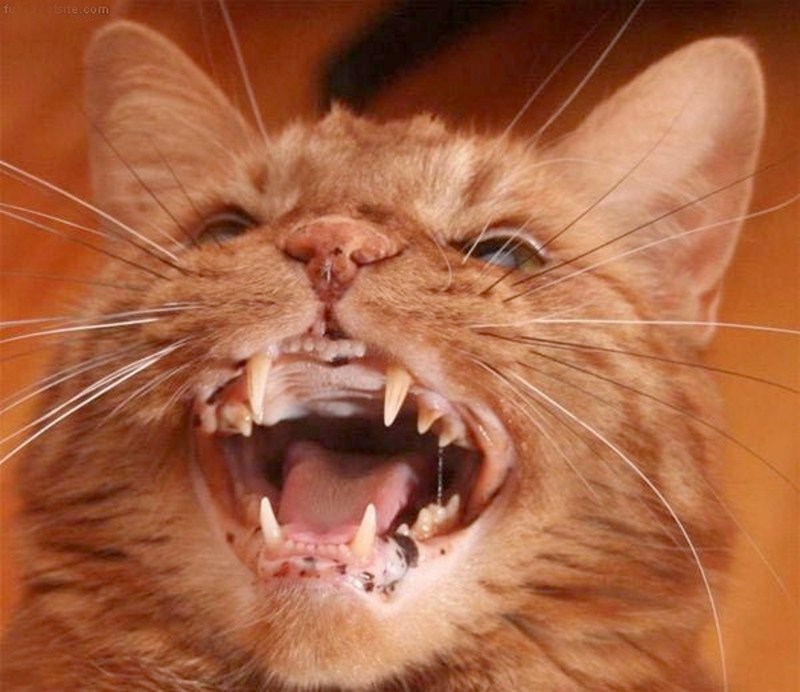 Коты которые орут