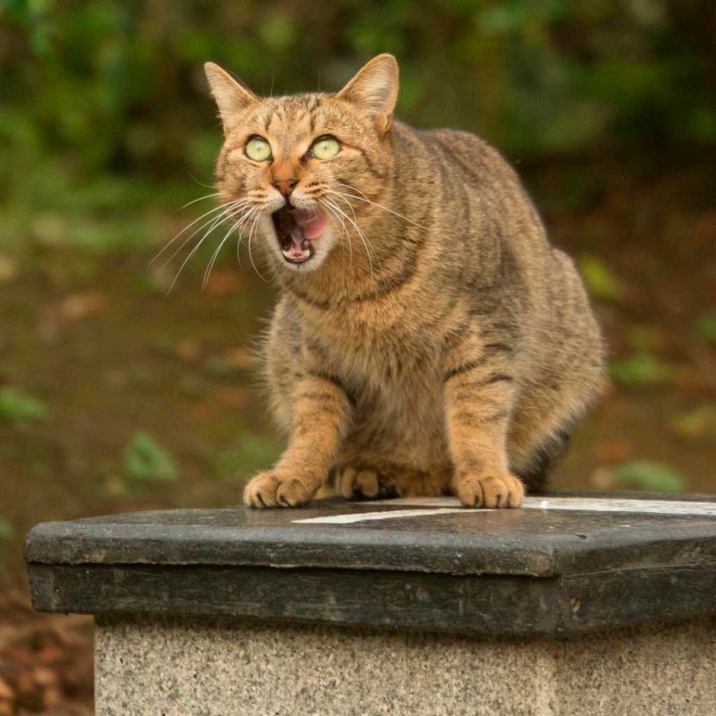 Кот смеется прикол
