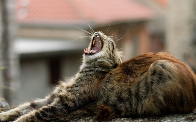Кричащий кот