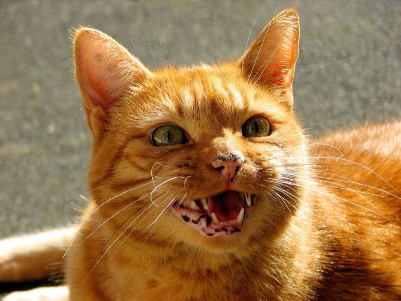 Кричащий кот