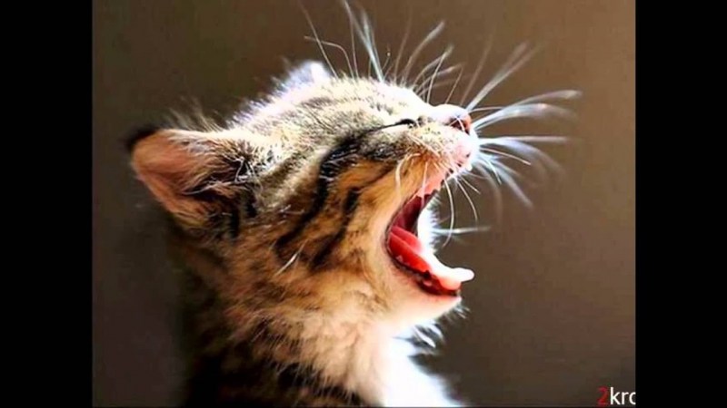 Маленькие котята зевают