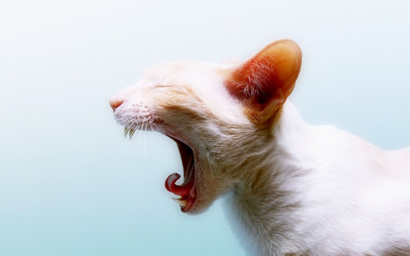 Котенок зевает