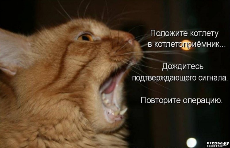 Беззубый кот