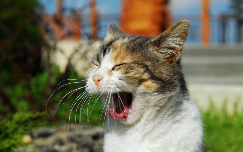 Бешеный кот