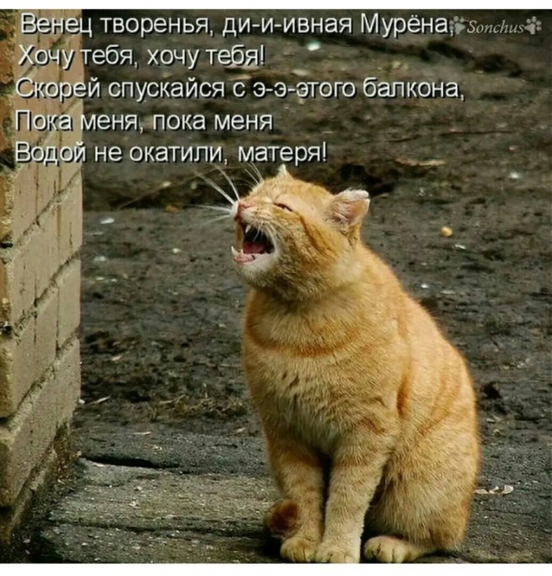 Злая белая кошка