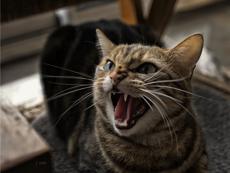 Орущий кот