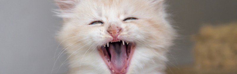 УГАРНЫЙ кот