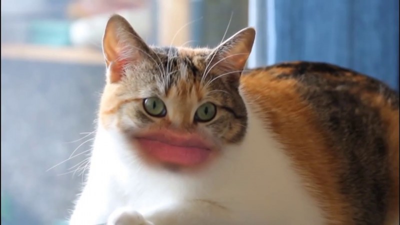 Орущие коты