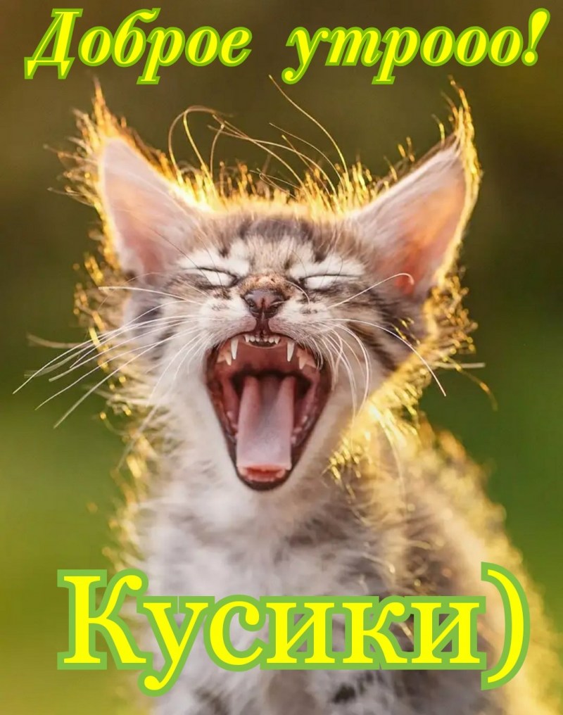 Кот зевает и потягивается